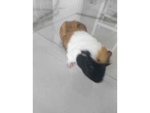 Ekim ayı doğumlu ginepig (erkek)
