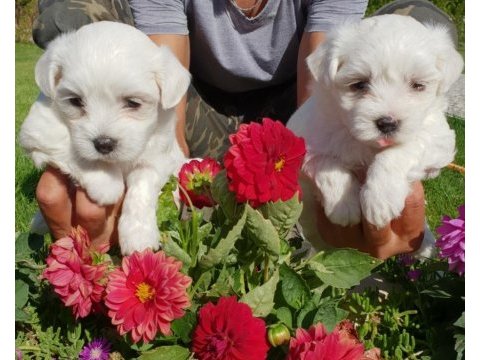 Maltese terrier yavruları ruhsatlı çiftlik