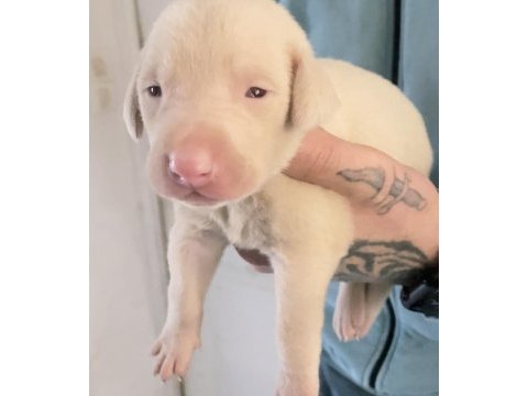 Albino doberman yavrularımız almanyadan ithal üst kalite