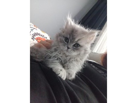Oyuncul yavru british longhair