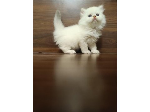 Scottish straight ve scottish fold yavrularım