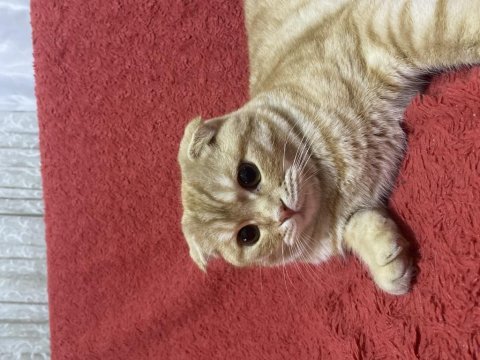 Sarı scottish fold