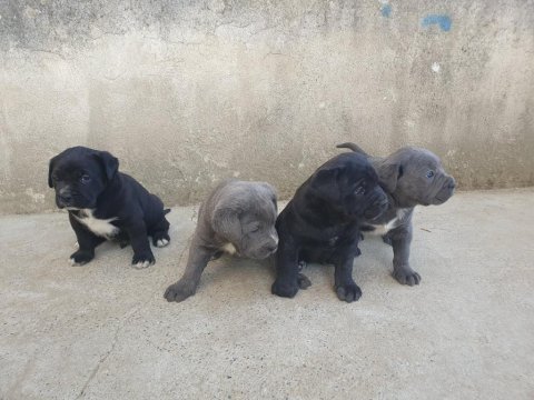 Orjinal a kalite cane corso