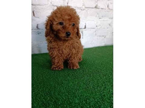 Toy poodle yavrularımız