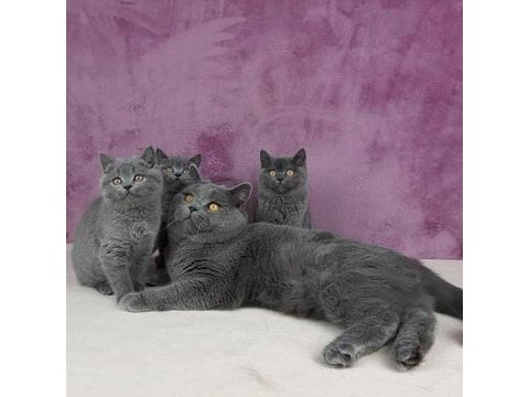 British shorthair yavruları