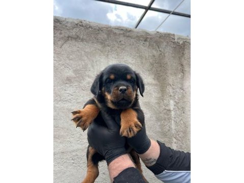 Safkan rottweiler yavrular