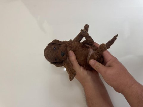 Kore kan red dark brown toy poodle bebekler