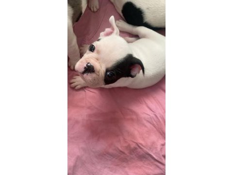 İzmir kaliteli french bulldog yavrular