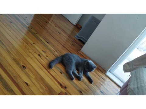 3 yaşında scottish fold kedim