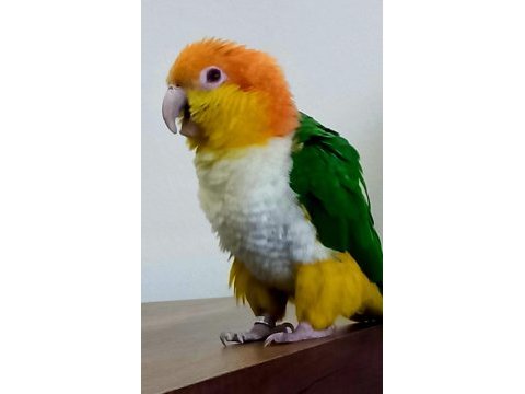 Çok oyuncu kayık papağanı evcil