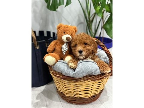 2 aylık poodle bebeğin yeni sahibi olmak ister misiniz