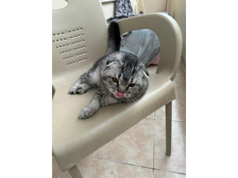 Scottish fold çocuğumuz olacak diye sahiplendirilecek