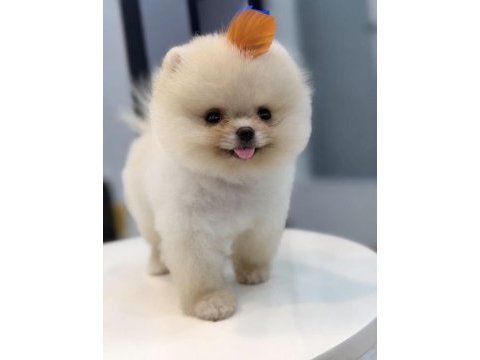 Minnak boy teacup gülen suratlı pomeranian oğlumuz