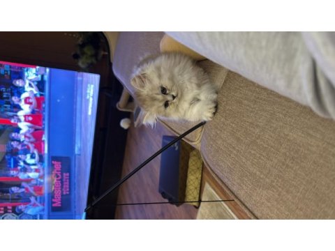 British longhair silver