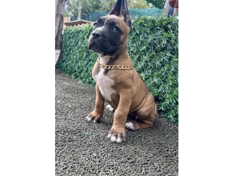60 günlük cane corso yavrular