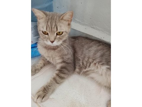 British shorthair dişi sahiplendirme yapılacaktır