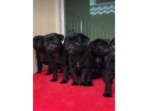 Pug 55 - 65 günlük erkek ve dişi yavrular