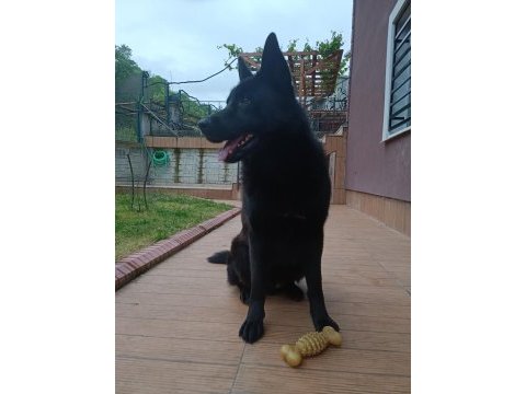 Solid black alman kurdu oğluma eş arıyorum