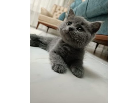 British longhair gayet sağlıklı