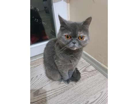 İran kedisi dişi