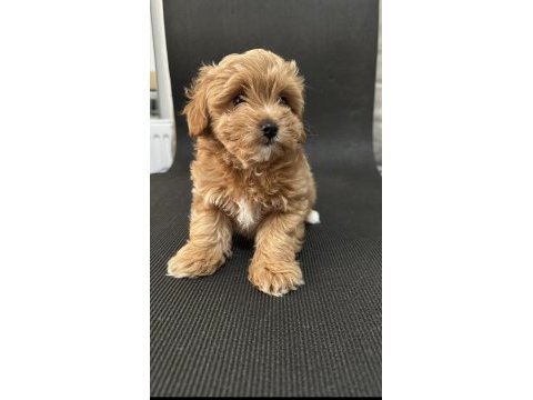 Maltipoo koyu apricot f1b (f2) tüy dökmez koku yok