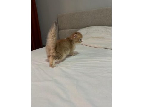 British longhair bebekler