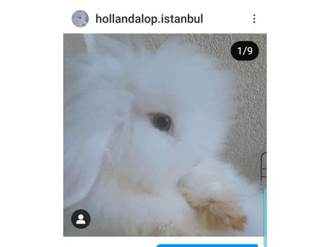 Sevimli hollanda teddy lop tavşanlar istanbul kartal