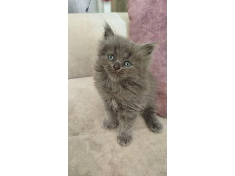 British longhair yavrular