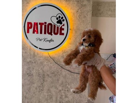 Toy poodle bebeğim