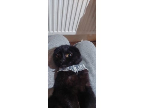 Siyah scottish fold