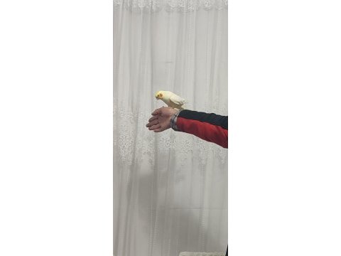 3 adet adet sultan papağanım var evcildir konuşur
