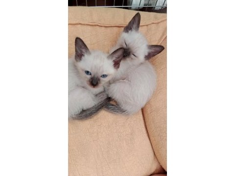 1 aylık safkan yavru siyam kedisi