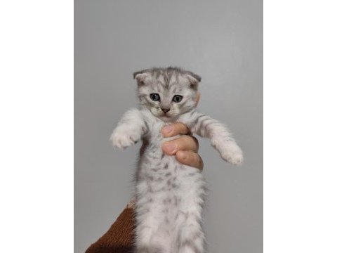 Scottish fold yavrularımız sahiplendirilecek