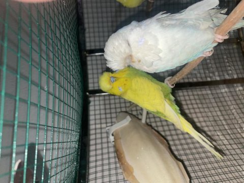 Garanti jumbo muhabbet takım