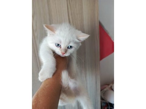 British shorthair yavru