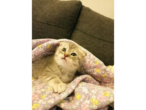 2 aylık scottish fold yavrularımız