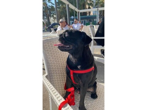 Saf orjinal pug