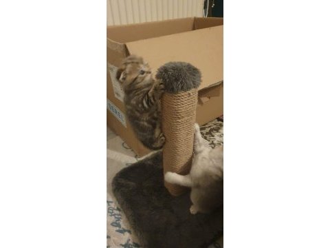 Golden tabby scottish fold ayı surat