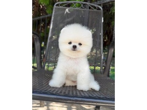 Orjinal pomeranian boo yavrumuz fındık 