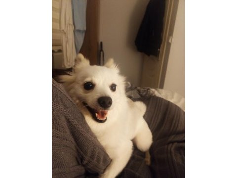 Pomeranian spitz