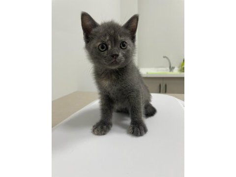 Son 3 adet british shorthair yavrular