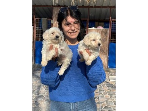 Sevimli maltese terrier yavrularımız