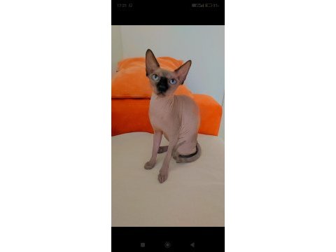 Sfenks kedisi 1 yaşında