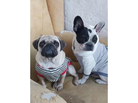 2 yaşında dişi french bulldog