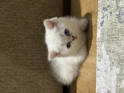 Oyuncu british shorthair