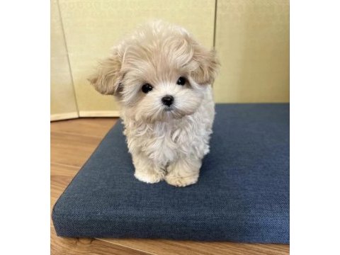 Kore maltıpoo yavrumuz