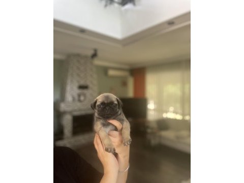 Gül kuyruk pug bebekler