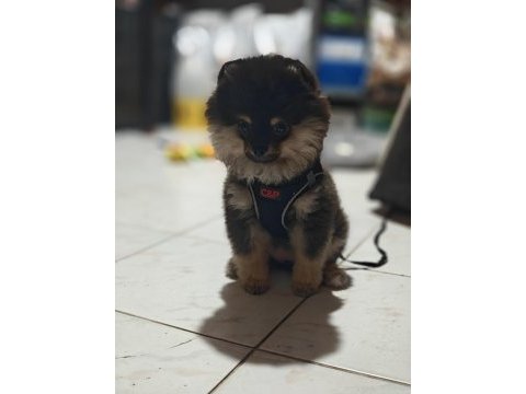 Safkan pomeranian yavru