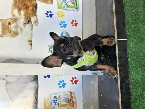 Egzotik micro dişi black tan french bulldog