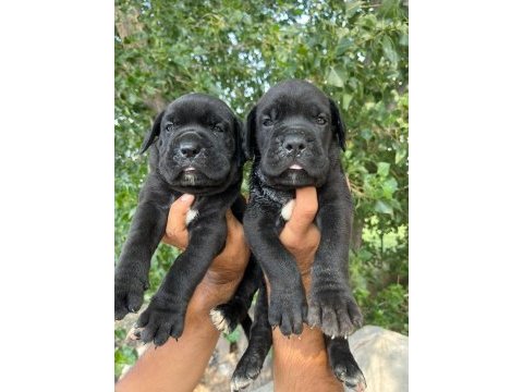 Cane corso yavrularımız ırk garantilidir
